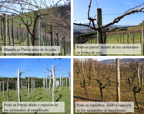 Poda-viñedos-Getariako-Txakolina-1