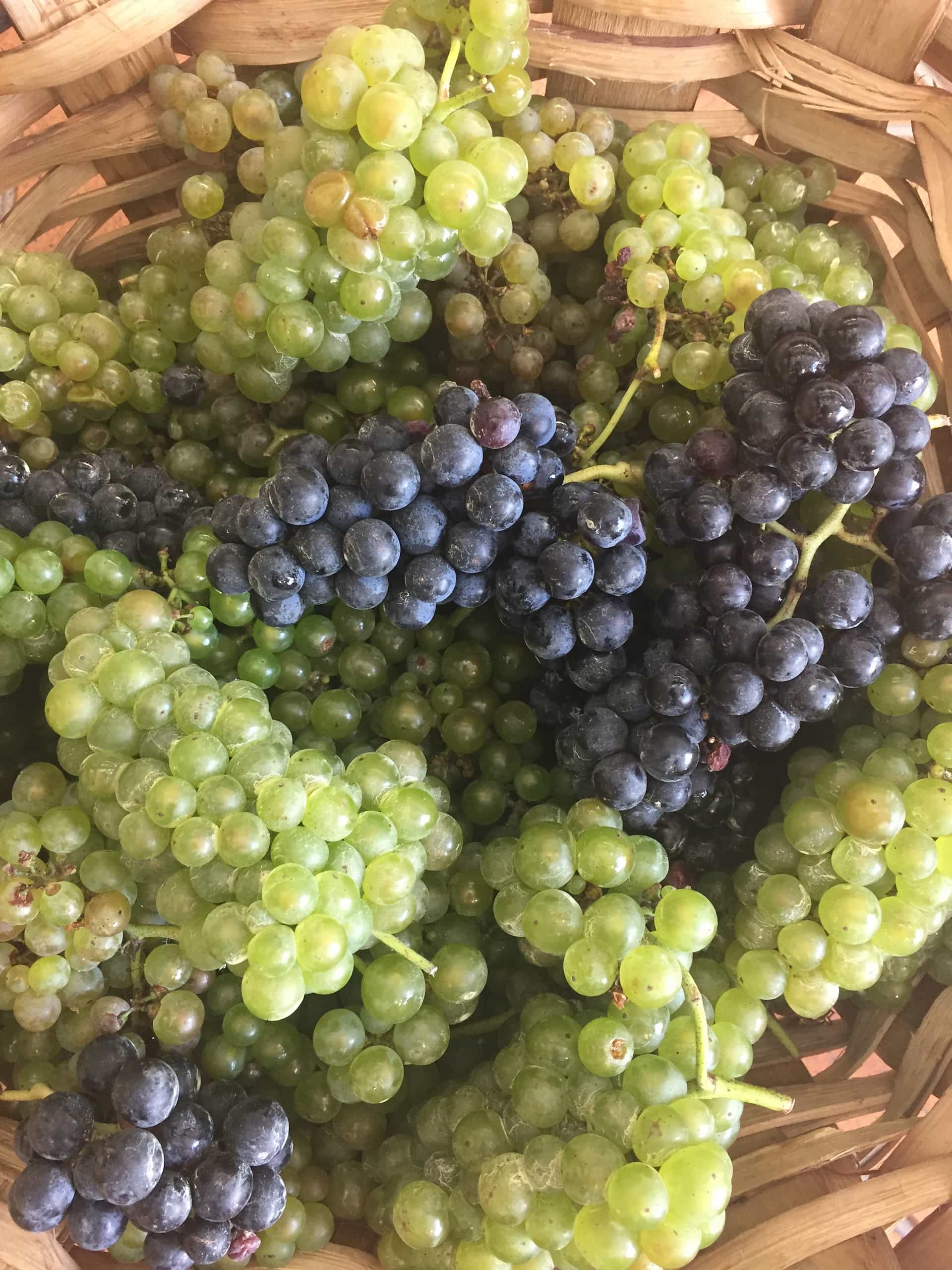 Getariako Txakolina ardo ezberdin bat - portada