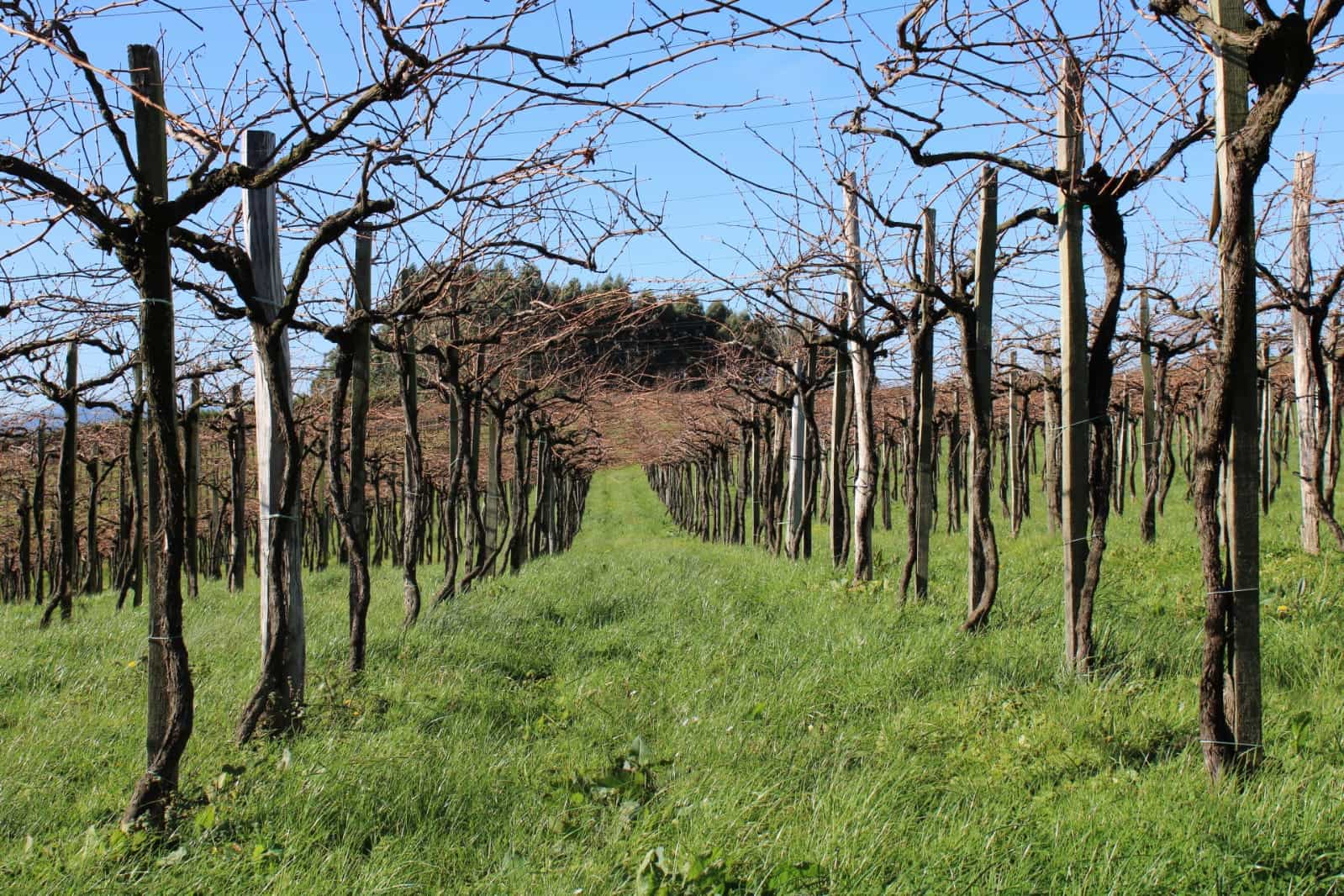 Inausketa lanak Getariako Txakolina Jatorri Deiturako mahastietan - portada
